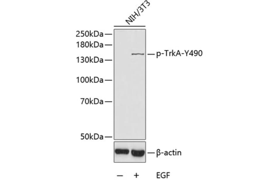 Western Blot - Anti-TrkA (Phospho Y490) Antibody (A10972) - Antibodies.com