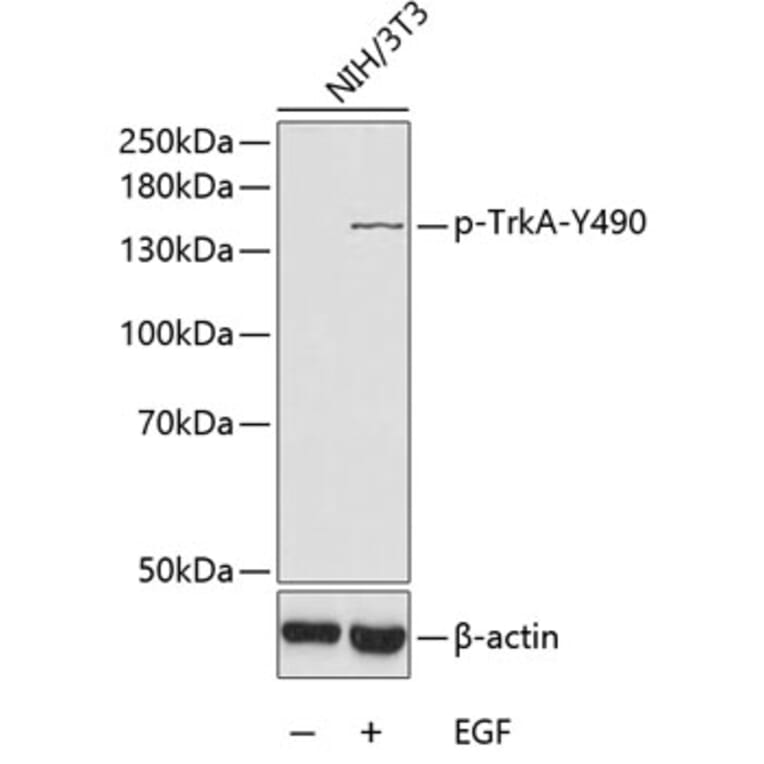 Western Blot - Anti-TrkA (Phospho Y490) Antibody (A10972) - Antibodies.com