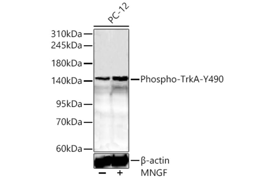 Western Blot - Anti-TrkA (Phospho Y490) Antibody (A10972) - Antibodies.com