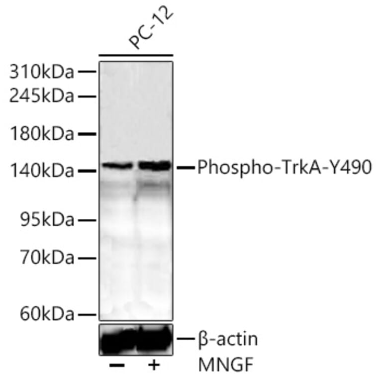 Western Blot - Anti-TrkA (Phospho Y490) Antibody (A10972) - Antibodies.com