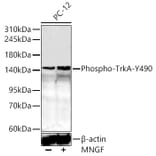 Western Blot - Anti-TrkA (Phospho Y490) Antibody (A10972) - Antibodies.com