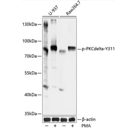 Western Blot - Anti-PKC delta (phospho Tyr311) Antibody (A10976) - Antibodies.com