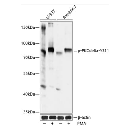 Western Blot - Anti-PKC delta (phospho Tyr311) Antibody (A10976) - Antibodies.com