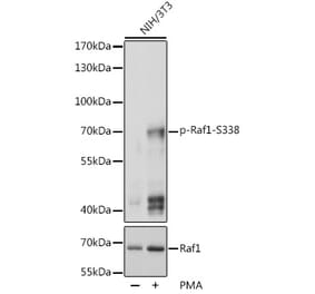 Western Blot - Anti-Raf1 (phospho Ser338) Antibody (A10978) - Antibodies.com