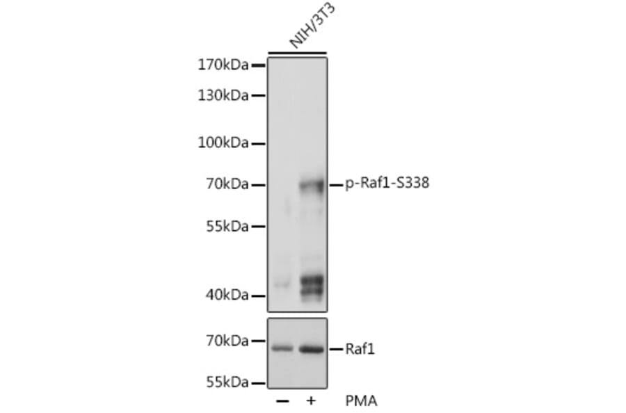 Western Blot - Anti-Raf1 (phospho Ser338) Antibody (A10978) - Antibodies.com