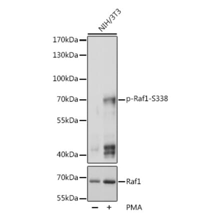 Western Blot - Anti-Raf1 (phospho Ser338) Antibody (A10978) - Antibodies.com