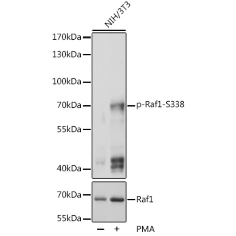Western Blot - Anti-Raf1 (phospho Ser338) Antibody (A10978) - Antibodies.com