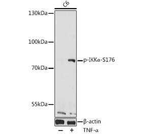 Western Blot - Anti-IKK alpha (phospho Ser176) Antibody (A10985) - Antibodies.com