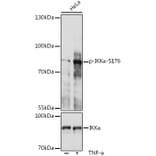 Western Blot - Anti-IKK alpha (phospho Ser176) Antibody (A10985) - Antibodies.com