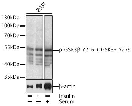 Anti-GSK3 alpha (phospho Tyr279) + GSK3 beta (phospho Tyr216