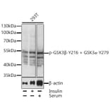 Western Blot - Anti-GSK3 alpha (phospho Tyr279) + GSK3 beta (phospho Tyr216) Antibody (A10992) - Antibodies.com