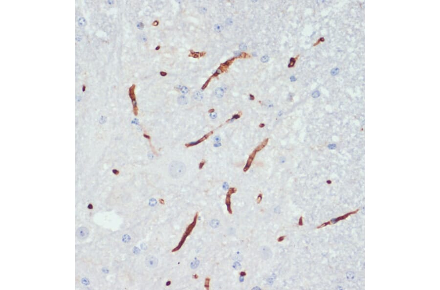 Immunohistochemistry - Anti-eNOS (phospho Ser1177) Antibody (A10995) - Antibodies.com