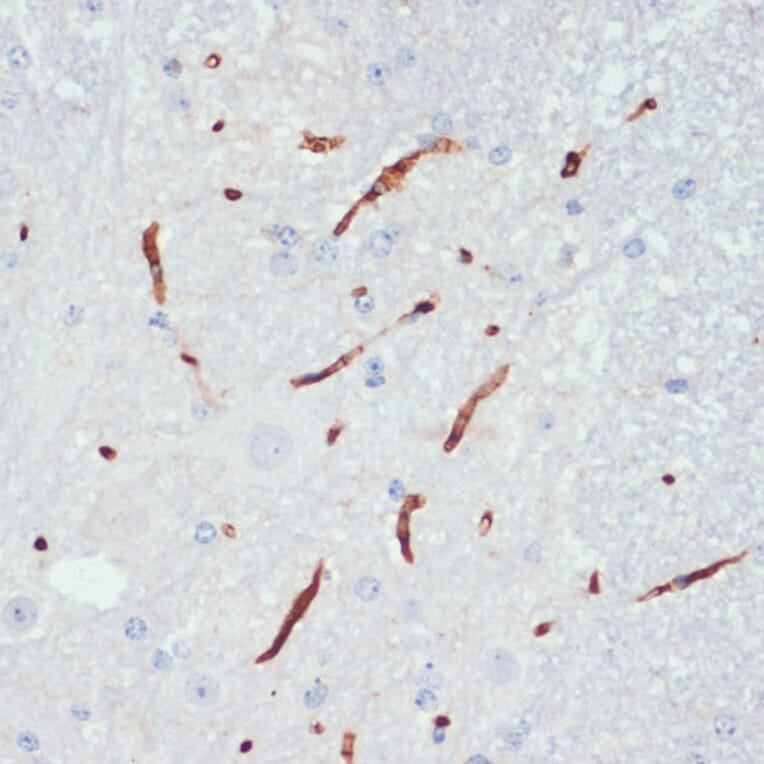 Immunohistochemistry - Anti-eNOS (phospho Ser1177) Antibody (A10995) - Antibodies.com