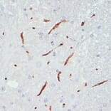 Immunohistochemistry - Anti-eNOS (phospho Ser1177) Antibody (A10995) - Antibodies.com