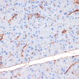 Immunohistochemistry - Anti-eNOS (phospho Ser1177) Antibody (A10995) - Antibodies.com