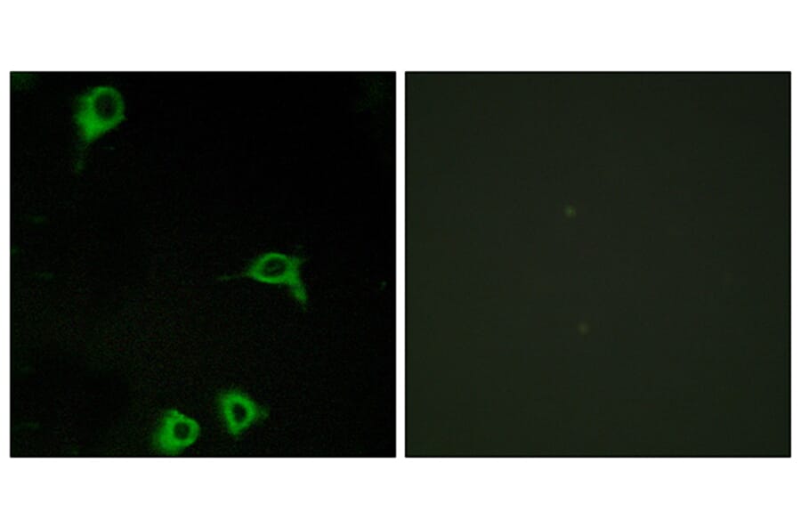 Immunofluorescence - Anti-EMR2 Antibody (G091) - Antibodies.com