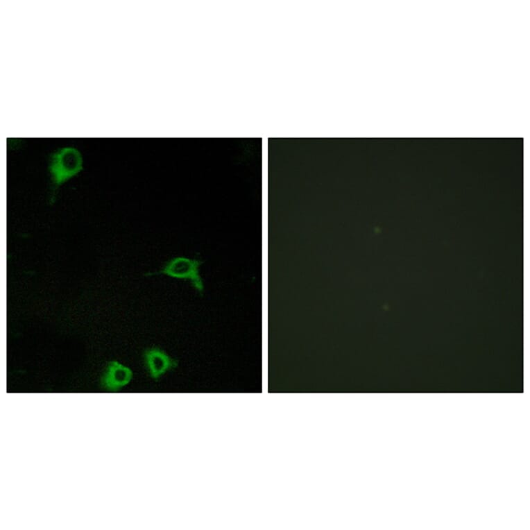 Immunofluorescence - Anti-EMR2 Antibody (G091) - Antibodies.com