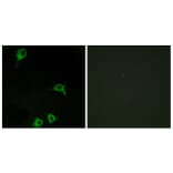 Immunofluorescence - Anti-EMR2 Antibody (G091) - Antibodies.com