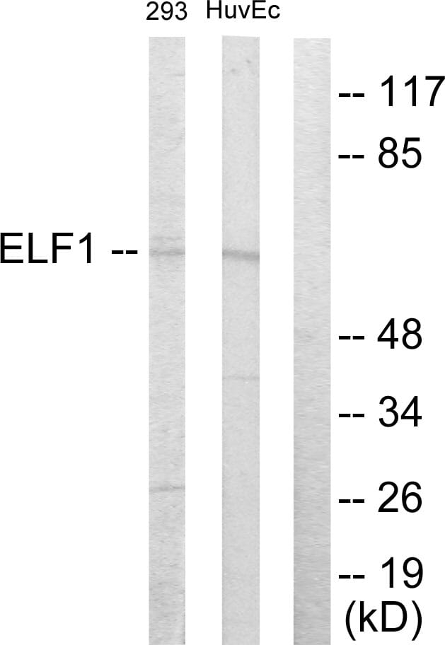 Western blot analysis of lysates from 293 and HUVEC cells using Anti-ELF1 Antibody. The right hand lane represents a negative control, where the antibody is blocked by the immunising peptide.