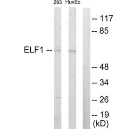 Western Blot - Anti-ELF1 Antibody (C10538) - Antibodies.com