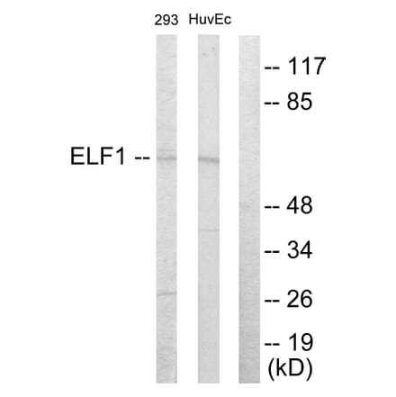 Western Blot - Anti-ELF1 Antibody (C10538) - Antibodies.com