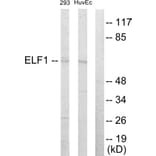 Western Blot - Anti-ELF1 Antibody (C10538) - Antibodies.com