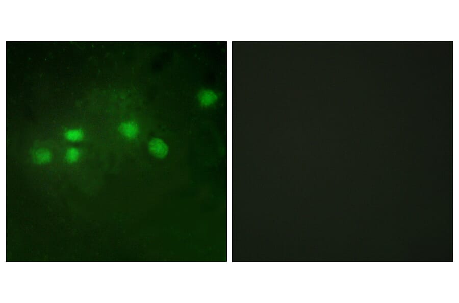 Immunofluorescence - Anti-ELF1 Antibody (C10538) - Antibodies.com