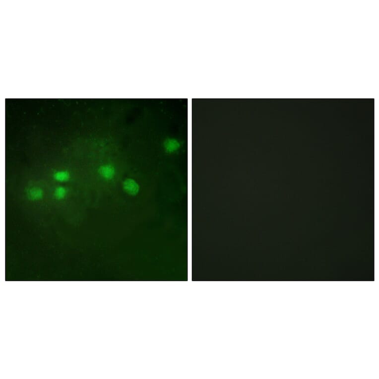 Immunofluorescence - Anti-ELF1 Antibody (C10538) - Antibodies.com