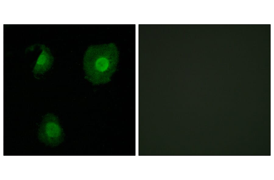 Immunofluorescence - Anti-EID1 Antibody (C11984) - Antibodies.com