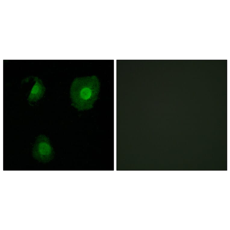 Immunofluorescence - Anti-EID1 Antibody (C11984) - Antibodies.com