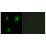 Immunofluorescence - Anti-EID1 Antibody (C11984) - Antibodies.com