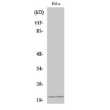 Western Blot - Anti-EID1 Antibody (C11984) - Antibodies.com