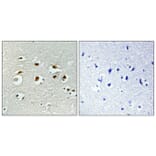Immunohistochemistry - Anti-EID1 Antibody (C11984) - Antibodies.com