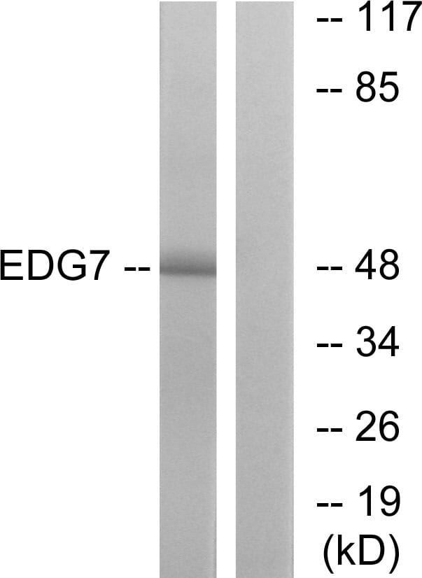 Western blot analysis of lysates from Jurkat cells using Anti-EDG7 Antibody. The right hand lane represents a negative control, where the antibody is blocked by the immunising peptide.