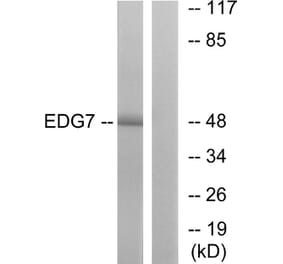 Western Blot - Anti-EDG7 Antibody (G239) - Antibodies.com