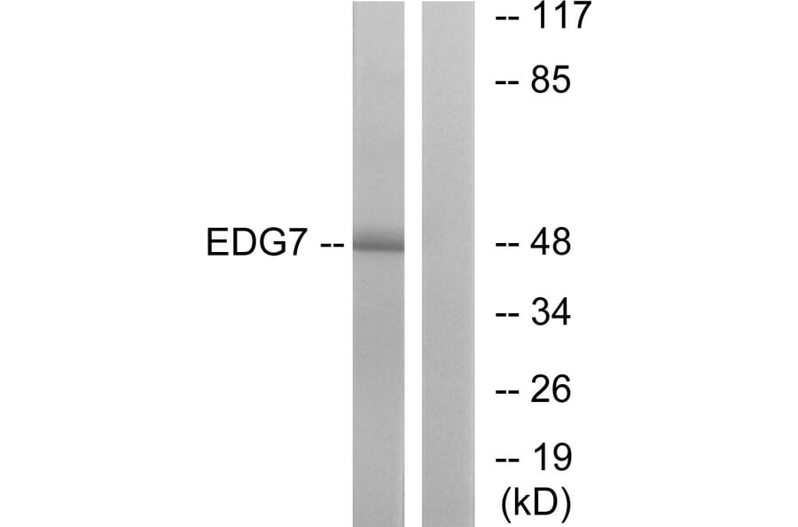 Western Blot - Anti-EDG7 Antibody (G239) - Antibodies.com