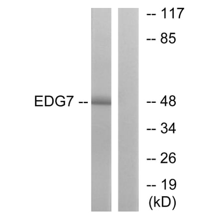 Western Blot - Anti-EDG7 Antibody (G239) - Antibodies.com