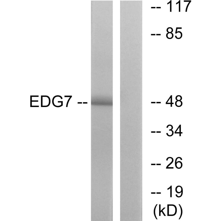 Western Blot - Anti-EDG7 Antibody (G239) - Antibodies.com