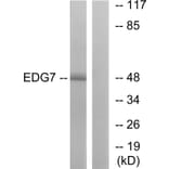 Western Blot - Anti-EDG7 Antibody (G239) - Antibodies.com