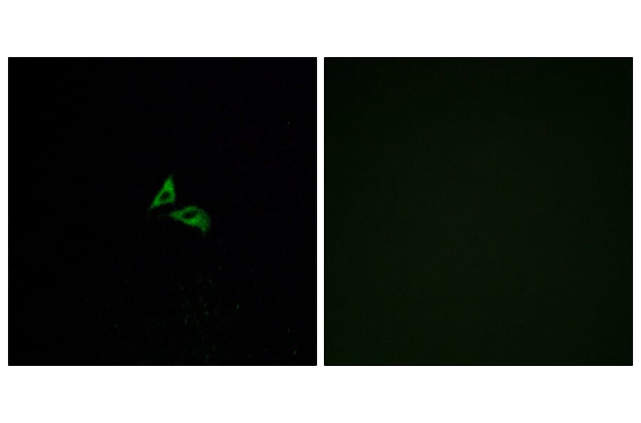 Immunofluorescence - Anti-EDG7 Antibody (G239) - Antibodies.com