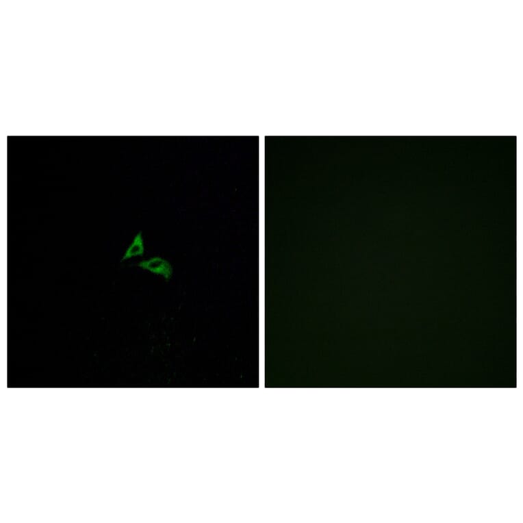 Immunofluorescence - Anti-EDG7 Antibody (G239) - Antibodies.com