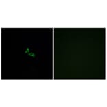 Immunofluorescence - Anti-EDG7 Antibody (G239) - Antibodies.com