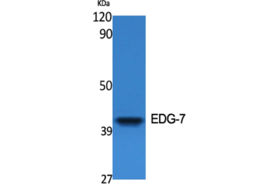 Western Blot - Anti-EDG7 Antibody (G239) - Antibodies.com