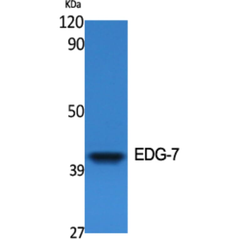 Western Blot - Anti-EDG7 Antibody (G239) - Antibodies.com