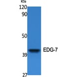 Western Blot - Anti-EDG7 Antibody (G239) - Antibodies.com