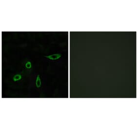 Immunofluorescence - Anti-EDG4 Antibody (G085) - Antibodies.com