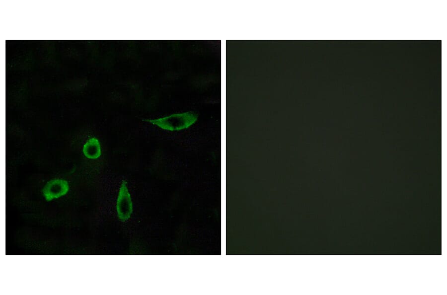 Immunofluorescence - Anti-EDG4 Antibody (G085) - Antibodies.com