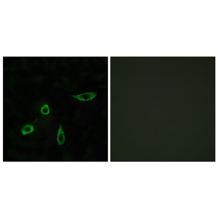 Immunofluorescence - Anti-EDG4 Antibody (G085) - Antibodies.com