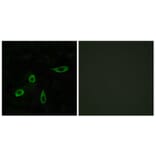 Immunofluorescence - Anti-EDG4 Antibody (G085) - Antibodies.com