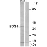 Western Blot - Anti-EDG4 Antibody (G085) - Antibodies.com